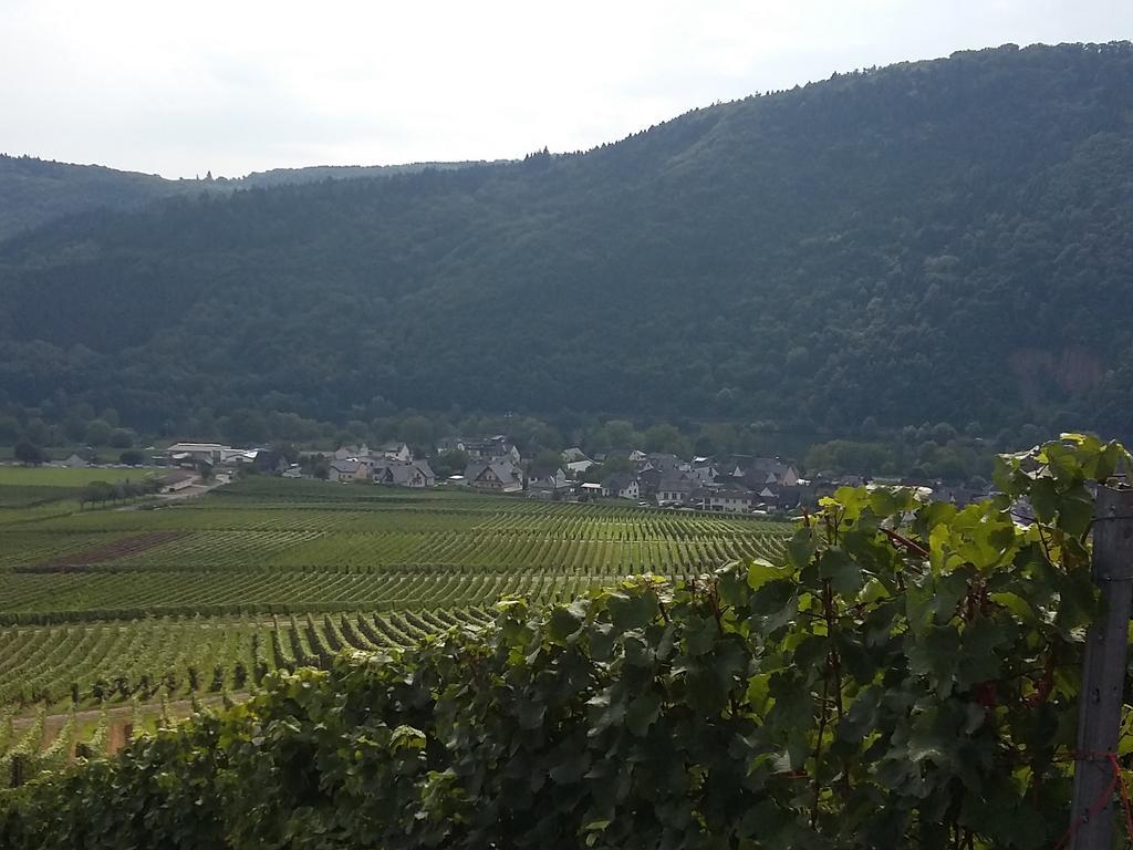 Ferienhaus "Anne" Und Weingut Willi Fett Ellenz-Poltersdorf Extérieur photo